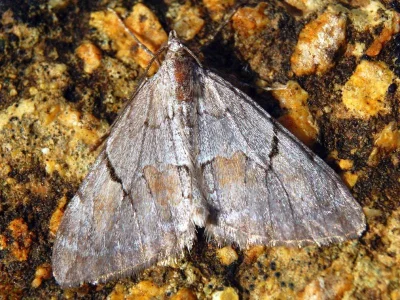Pennithera ulicata