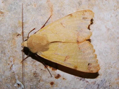 Ophiusa tirhaca