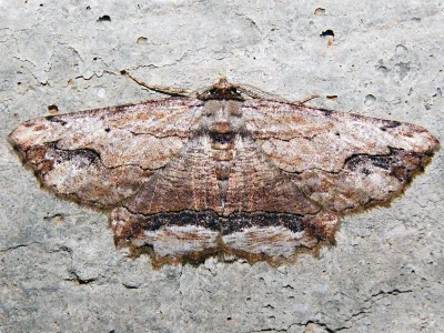 Menophra abruptaria