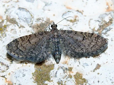 Eupithecia ultimaria