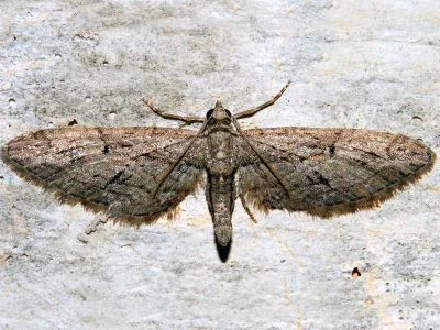 Eupithecia oxycedrata