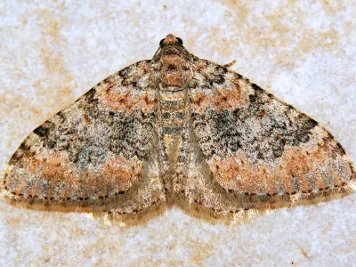 Epirrhoe sandosaria