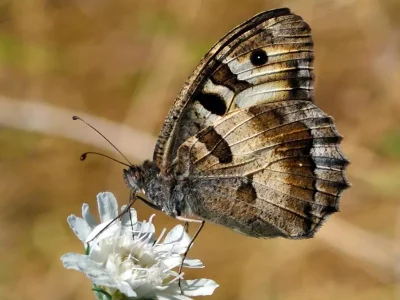 Chazara (Chazara) briseis