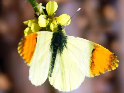 Anthocharis (Anthocharis) euphenoides