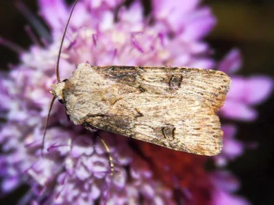 Agrotis catalaunensis