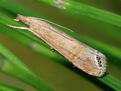 Euchromius ocellea