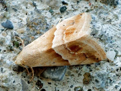 Eublemma (Eublemma) parva