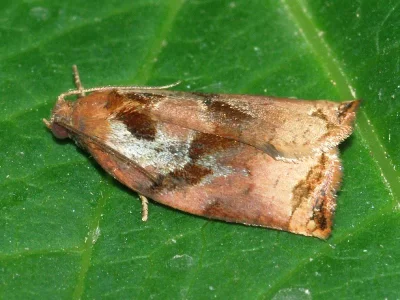 Archips podana