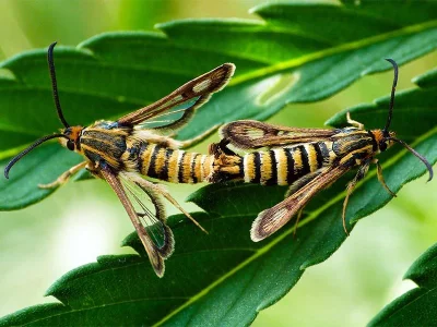 Chamaesphecia (Scopulosphecia) dumonti