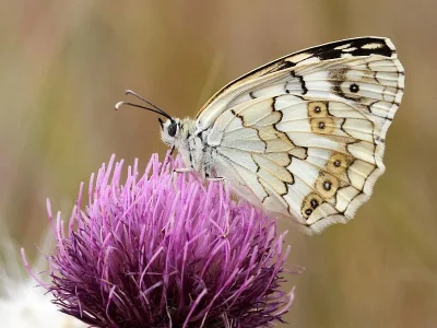 Melanargia (Melanargia) larissa