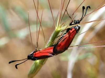 Zygaena (Mesembrynus) punctum