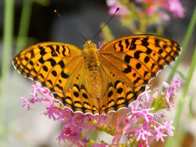 Argynnis (Fabriciana) adippe