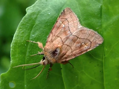 Eriopygodes imbecilla