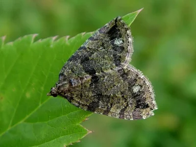 Hydriomena furcata