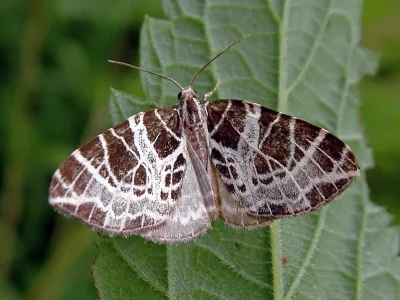 Eustroma reticulata