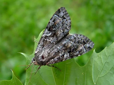 Eurois occulta