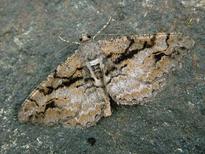 Alcis deversata