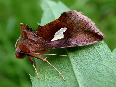 Autographa bractea