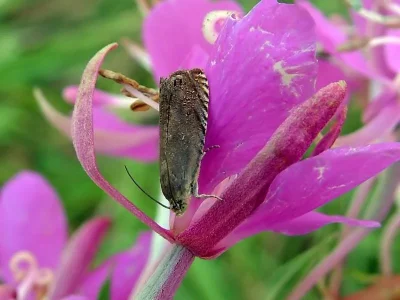 Grapholita (Aspila) tenebrosana