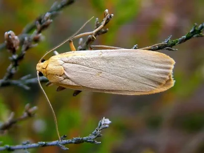 Eilema (Katha) depressa