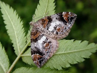 Dysstroma citrata