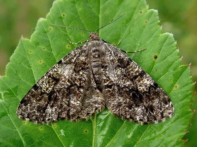 Deileptenia ribeata