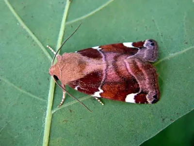 Cosmia (Cosmia) diffinis