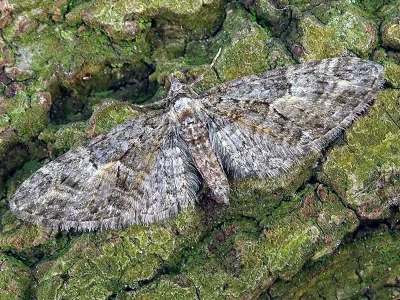 Eupithecia abbreviata