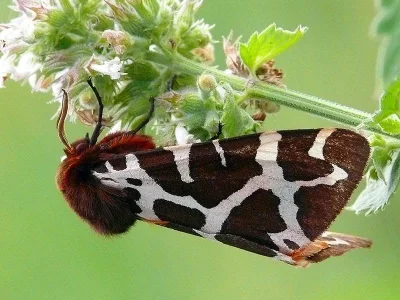 Arctia caja