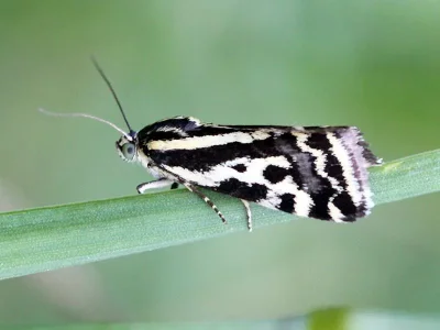 Acontia (Emmelia) trabealis