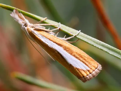 Catoptria margaritella