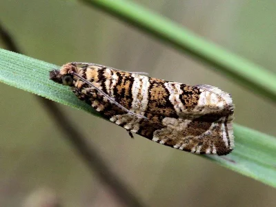 Syricoris rivulana