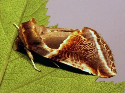 Habrosyne pyritoides