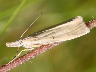 Crambus perlella