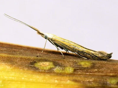 Coleophora lixella