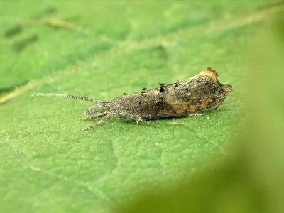 Ypsolopha horridella