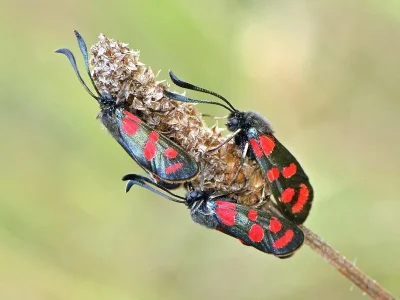 Zygaena (Agrumenia) carniolica
