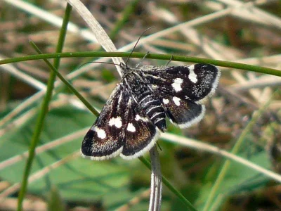 Eurrhypis pollinalis