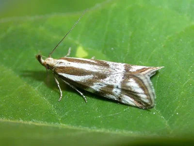 Orophia denisella