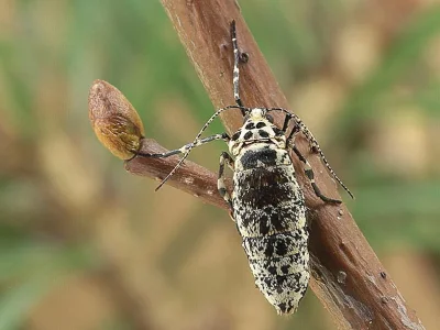 Erannis defoliaria