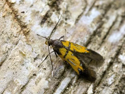 Schiffermuelleria (Schiffermuelleria) schaefferella