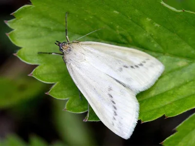 Loxostege turbidalis