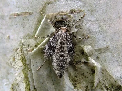 Operophtera fagata