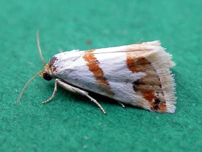 Eublemma (Eublemma) candidana
