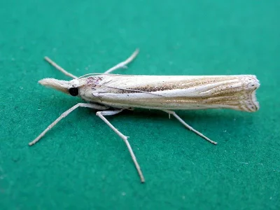 Ancylolomia tentaculella
