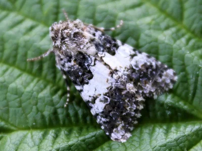 Hadena (Hadena) compta