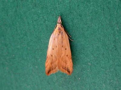 Dichomeris limosellus