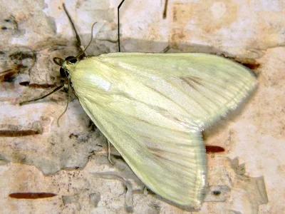 Sitochroa palealis