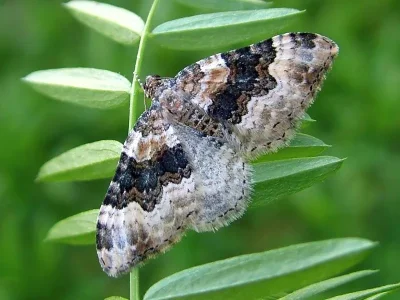 Epirrhoe galiata