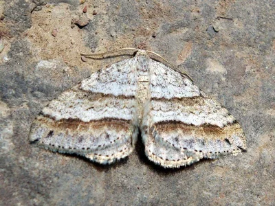 Mesotype parallelolineata